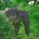 Traveling with Elephants by Sarah Payton