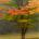 An Introduction to Harekrisha Deka’s Poetry by Prabhat Bora