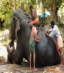 Three Blind Men describe an Elephant by E. Santhosh Kumar